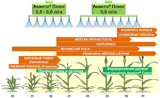 Схема применения на пшенице